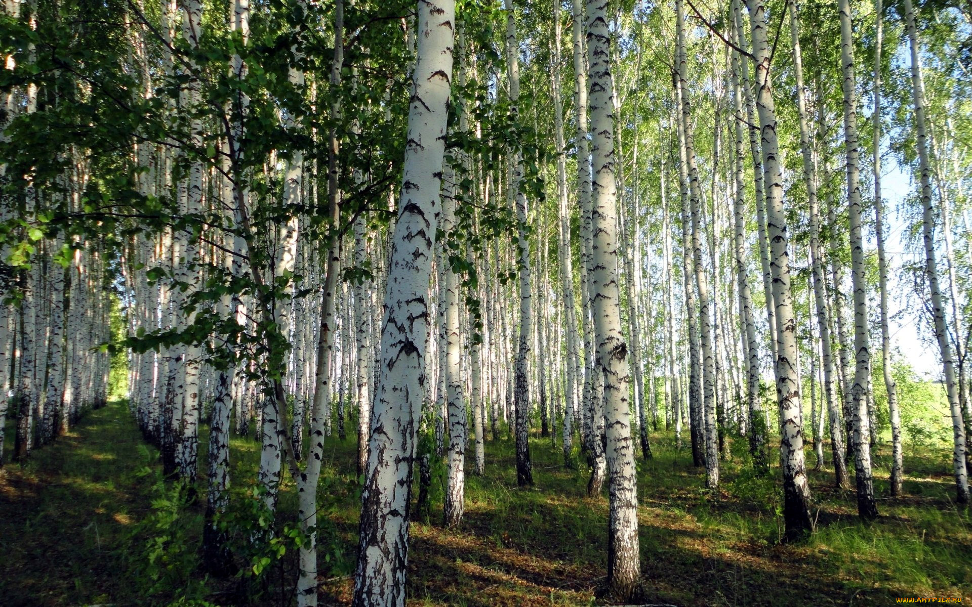 Березовая роща Хабаровск